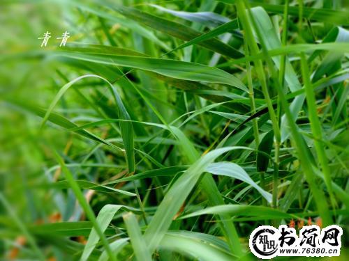 描写草的句子 赞美草的句子