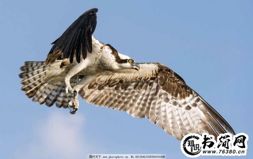 描写鹰的句子 描写鹰飞翔的句子