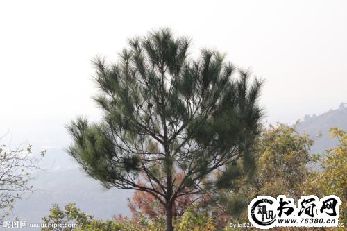 松树的描写句子 描写松树的句子