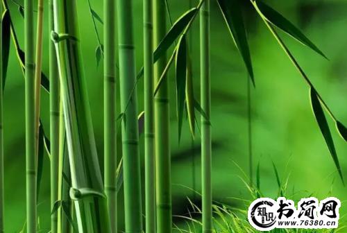描写竹子的句子 描写竹子的句子和段落