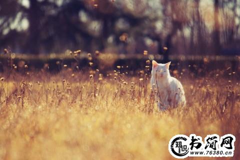 阳光的描写句子 描写阳光的句子