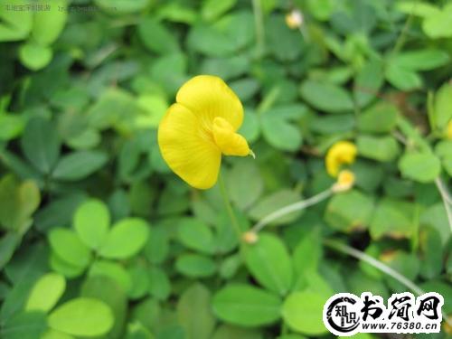 描写小花的句子 赞美小花的句子