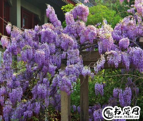 描写紫藤的句子 描写紫藤夏天的句子