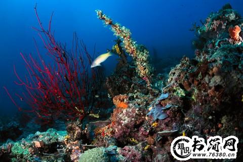 描写树木的句子 描写秋天的树木的句子