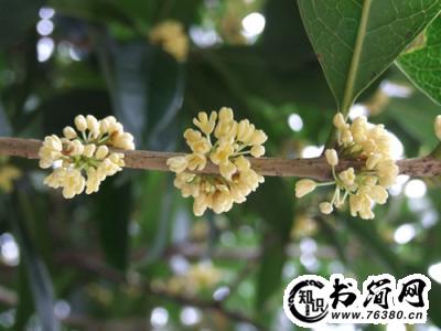 描写花的香的句子 描写桂花香的优美句子