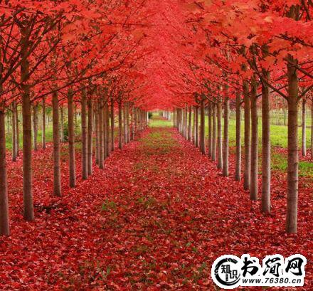 人生像花感悟的句子 人生就像什么的句子