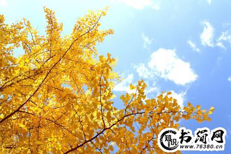 赞美秋天的句子 赞美秋天的句子大全