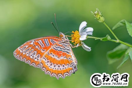 找描写蝴蝶的好句子 描写蝴蝶外形的的句子