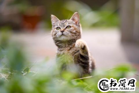 描写花猫的句子 关于猫的说说