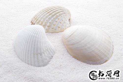 关于贝壳的句子 形容贝壳的美好句子
