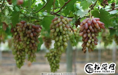 关于葡萄的优美句子 关于葡萄的好句子