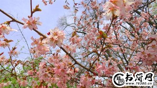 关于春天的句子 关于春天的句子有哪些