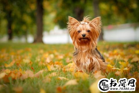 感恩的的心的句子 心怀感恩的句子