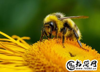 一句赞美蜜蜂的句子 赞美蜜蜂的句子