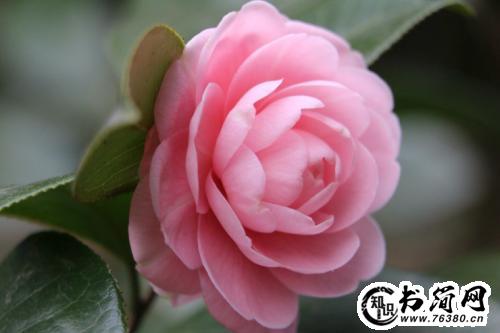 关于描写茶花的句子 描写茶花的句子