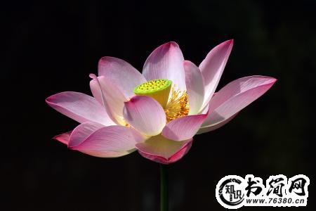 描写莲花的名句 赞美人如莲花的句子