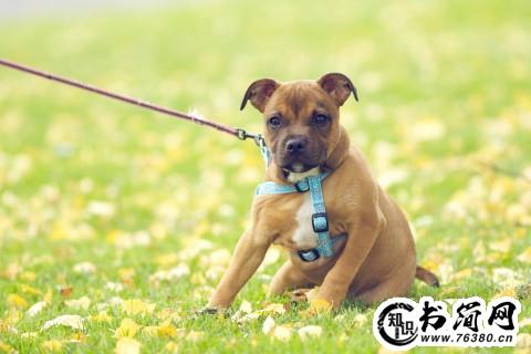 形容奶奶的句子 对奶奶的感恩的句子