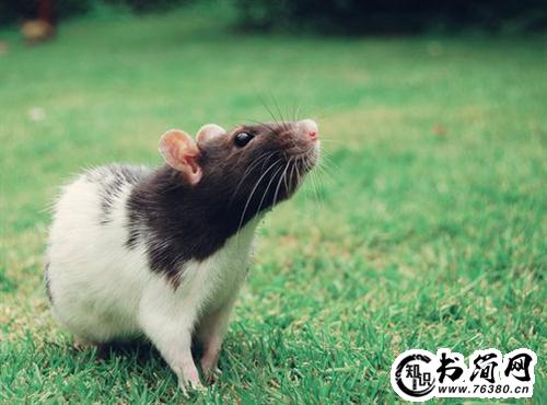 形容微笑的句子