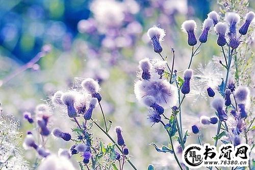 慵懒句子 有关懒的句子