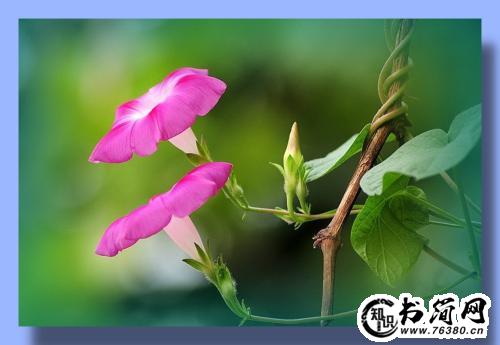 写牵牛花的句子 描写牵牛花花朵的句子