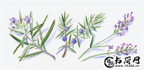 花开了的唯美句子 花开了心情也好了句子