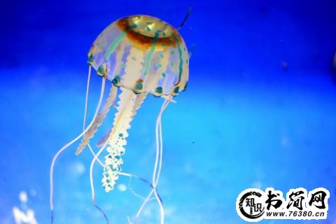 唯美表白句子 古风表白句子给男生