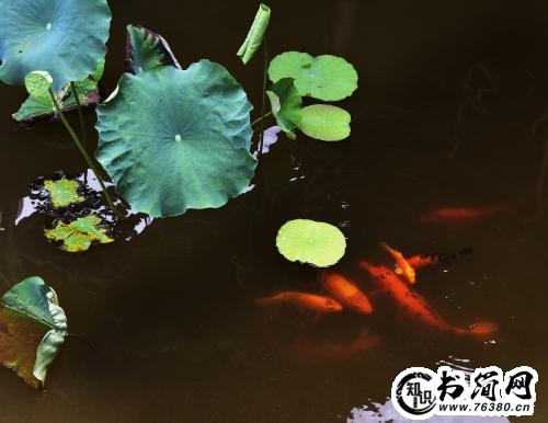 关于逍遥的句子 描写逍遥的句子