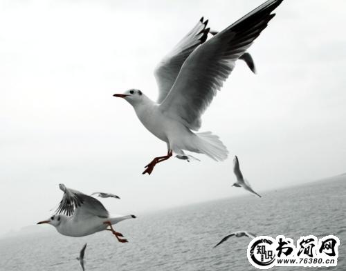 关于海鸥的句子 关于海鸥的唯美句子