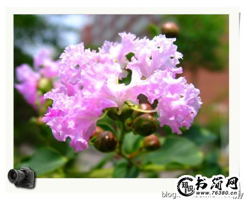 写紫薇花的句子 描写紫薇花的优美句子