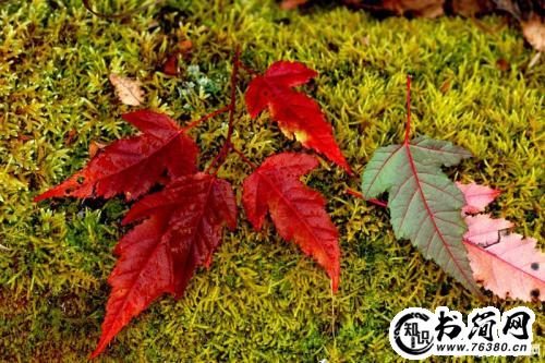 形容水蜜桃的句子 形容水蜜桃好吃的句子