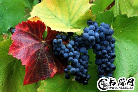 关于环境描写的句子 形容环境优美的句子