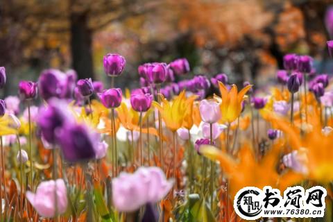 夏天的植物句子