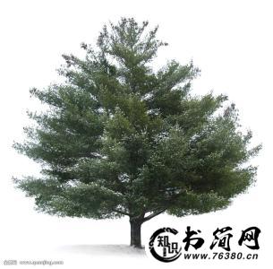 描写松柏的句子 描写松柏的优美句子