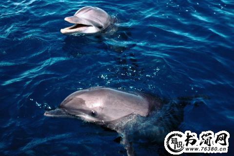 描写海豚的句子 描写海豚的优美句子