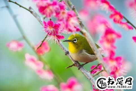 赞美鸟的句子 描写鸟的优美句子