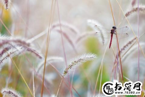 描写衣着的句子 描写男人衣着的句子