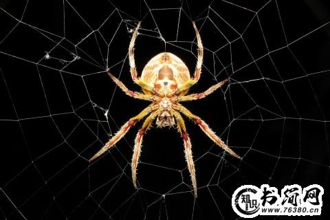 蜘蛛句子 描写蜘蛛网的句子