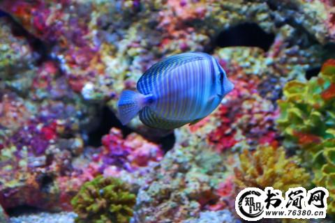 鱼儿的句子 我看鱼儿的句子