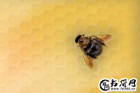蜜蜂句子 描写蜂子的句子