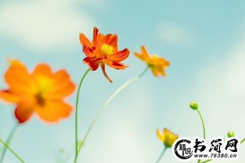 向往的句子 向往生活的句子