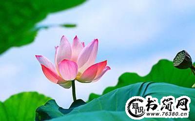 荷花美的句子 描写荷花美的句子