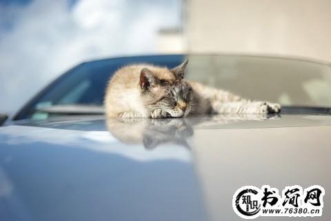 心灵鸡汤的句子 心灵鸡汤经典语录