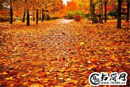 描写秋天叶子的句子 描写春天叶子的诗句