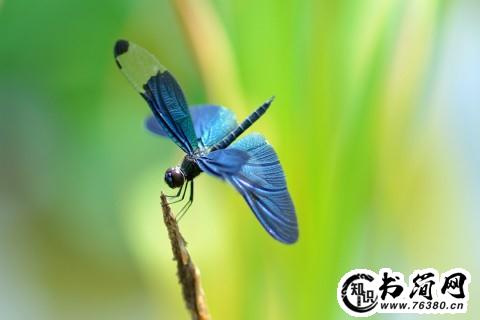 蜻蜓的句子 赞美蜻蜓的句子