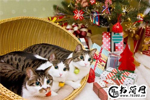 骄傲的句子 倔强的句子高傲的句子