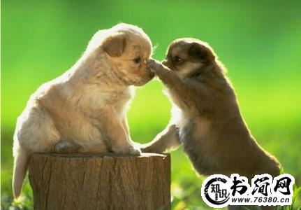 关于动物句子 形容动物的句子大全