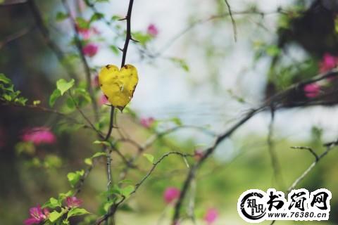 关于盛夏的句子 形容盛夏的语段