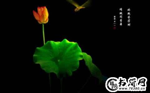 优雅的句子_淡定的女人最优雅句子