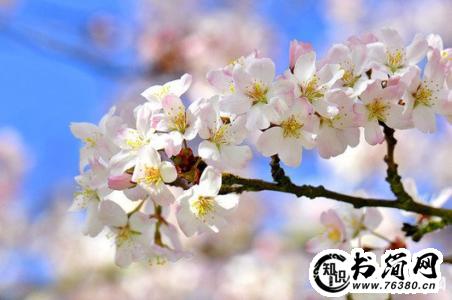 描写樱花的句子_描写樱花飘落的句子